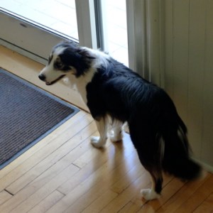 Sassy, the tour dog.